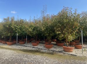 Photinia fraseri 'Red Robin' - wielopniowy - 180 cm