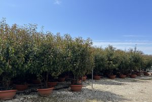Photinia fraseri 'Red Robin' - wielopniowy - 180 cm