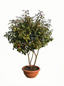 Photinia fraseri 'Red Robin' - wielopniowy - 180 cm