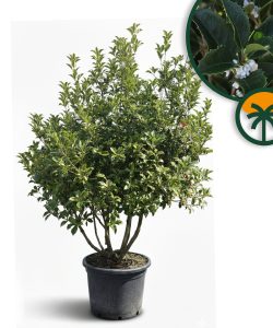Ostrokrzew ostrolistny - Osmanthus aquifolium - wielopniowy - 200 cm