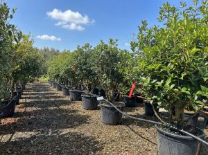 Ostrokrzew ostrolistny - Osmanthus aquifolium - wielopniowy - 200 cm