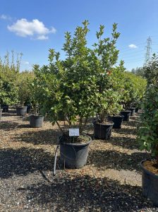 Ostrokrzew ostrolistny - Osmanthus aquifolium - wielopniowy - 200 cm