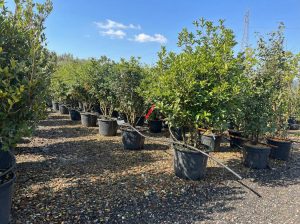 Ostrokrzew ostrolistny - Osmanthus aquifolium - wielopniowy - 200 cm