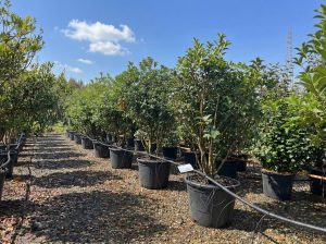 Ostrokrzew ostrolistny - Osmanthus aquifolium - wielopniowy - 200 cm