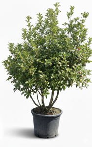 Ostrokrzew ostrolistny - Osmanthus aquifolium - wielopniowy - 200 cm