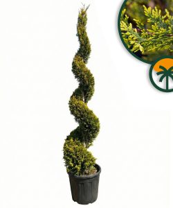 Leylandii - Cupressocyparis leylandii - spirala - 240 cm