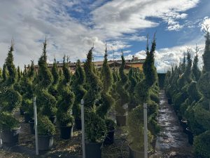 Leylandii - Cupressocyparis leylandii - spirala - 240 cm