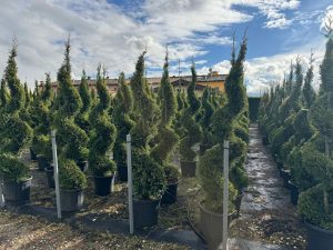 Leylandii - Cupressocyparis leylandii - spirala - 240 cm