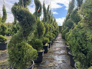 Leylandii - Cupressocyparis leylandii - spirala - 240 cm