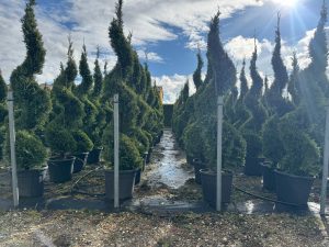 Leylandii - Cupressocyparis leylandii - spirala - 240 cm