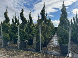 Leylandii - Cupressocyparis leylandii - spirala - 240 cm