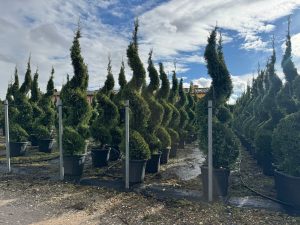 Leylandii - Cupressocyparis leylandii - spirala - 240 cm