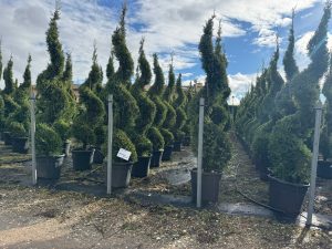 Leylandii - Cupressocyparis leylandii - spirala - 240 cm