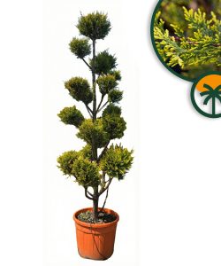 Leylandii - Pom Pon - 220 cm