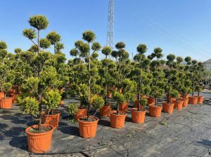 Leylandii - Pom Pon - 220 cm