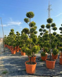 Leylandii - Pom Pon - 220 cm
