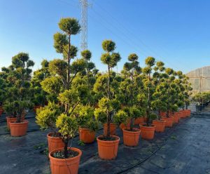 Leylandii - Pom Pon - 220 cm