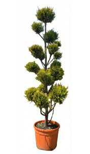 Leylandii - Pom Pon - 220 cm