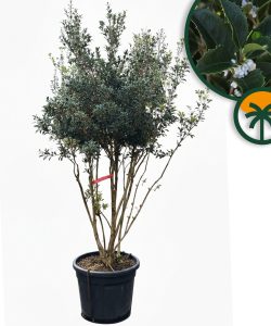 Osmanthus ilicifolius - Wielopniowy - 240 cm