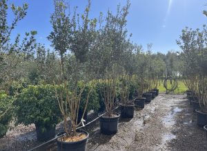 Osmanthus ilicifolius - Wielopniowy - 240 cm