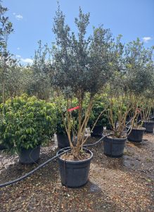 Osmanthus ilicifolius - Wielopniowy - 240 cm