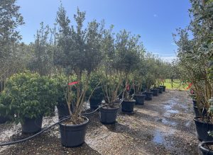 Osmanthus ilicifolius - Wielopniowy - 240 cm