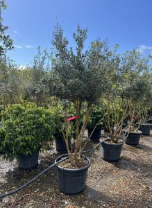 Osmanthus ilicifolius - Wielopniowy - 240 cm
