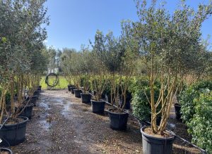 Osmanthus ilicifolius - Wielopniowy - 240 cm
