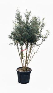 Osmanthus ilicifolius - Wielopniowy - 240 cm