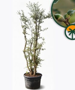 Dąb korkowy - Quercus suber - wielopniowy - 250 cm