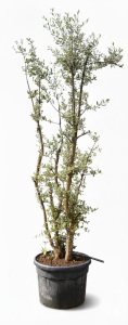 Dąb korkowy - Quercus suber - wielopniowy - 250 cm