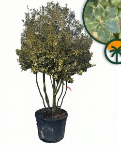 Dąb ostrolistny - Quercus ilex - wielopniowy - 250 cm