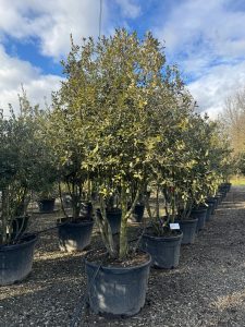 Dąb ostrolistny - Quercus ilex - wielopniowy - 250 cm