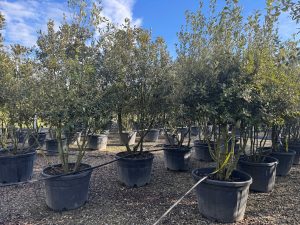 Dąb ostrolistny - Quercus ilex - wielopniowy - 250 cm