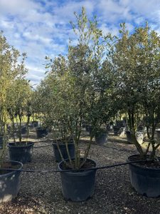 Dąb ostrolistny - Quercus ilex - wielopniowy - 250 cm