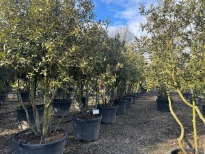 Dąb ostrolistny - Quercus ilex - wielopniowy - 250 cm