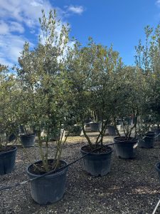 Dąb ostrolistny - Quercus ilex - wielopniowy - 250 cm