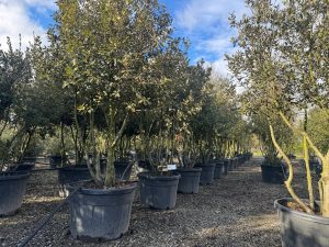 Dąb ostrolistny - Quercus ilex - wielopniowy - 250 cm