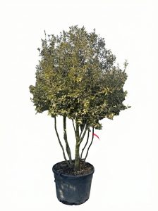 Dąb ostrolistny - Quercus ilex - wielopniowy - 250 cm