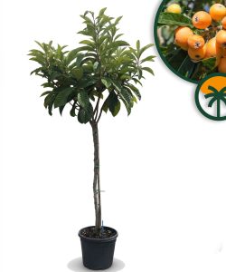 Niesplik japoński - Eriobotrya japonica - 200 cm