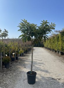 Niesplik japoński - Eriobotrya japonica - 200 cm