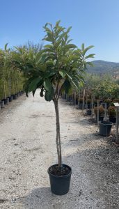 Niesplik japoński - Eriobotrya japonica - 200 cm