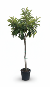 Niesplik japoński - Eriobotrya japonica - 200 cm