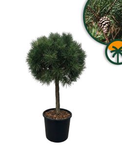 Sosna zwyczajna - Pinus sylvestris - 150 cm