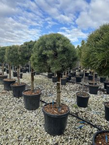Sosna zwyczajna - Pinus sylvestris - 150 cm