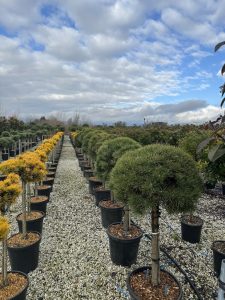Sosna zwyczajna - Pinus sylvestris - 150 cm