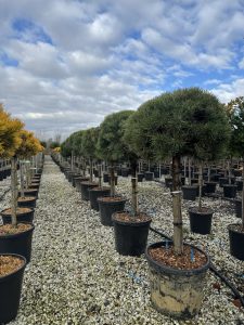 Sosna zwyczajna - Pinus sylvestris - 150 cm