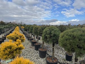 Sosna zwyczajna - Pinus sylvestris - 150 cm
