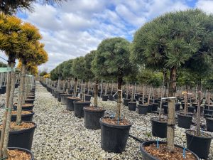 Sosna zwyczajna - Pinus sylvestris - 150 cm