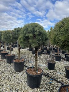 Sosna zwyczajna - Pinus sylvestris - 150 cm